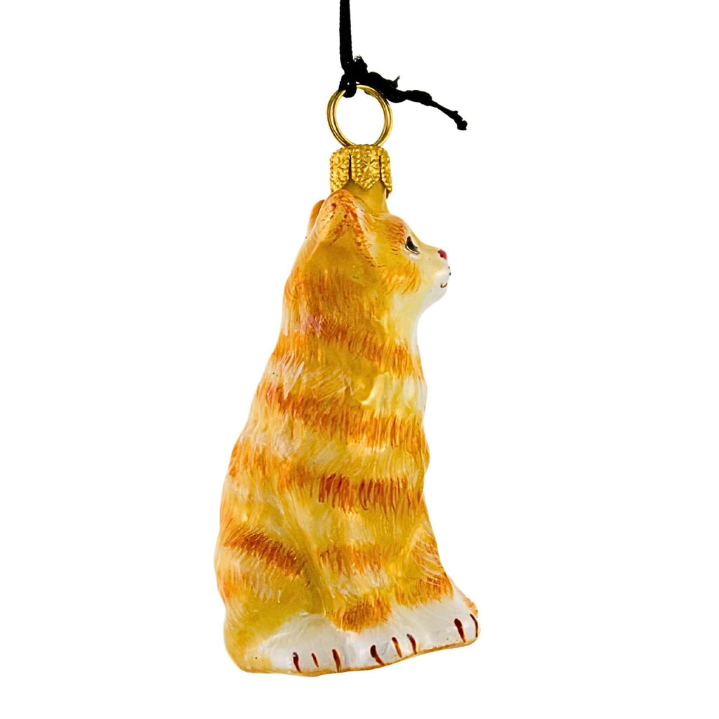 66265 Orange American Shorthair Cat ZKP1892OR