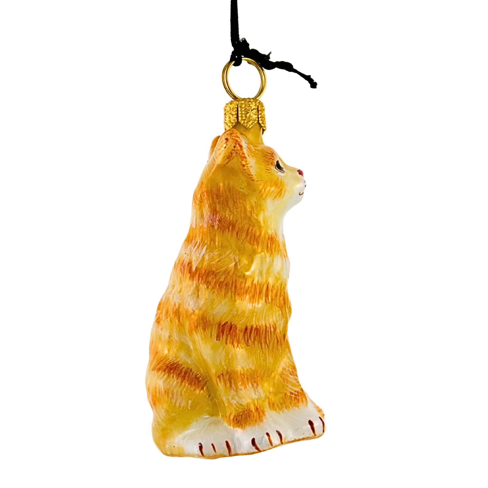 66265 Orange American Shorthair Cat ZKP1892OR