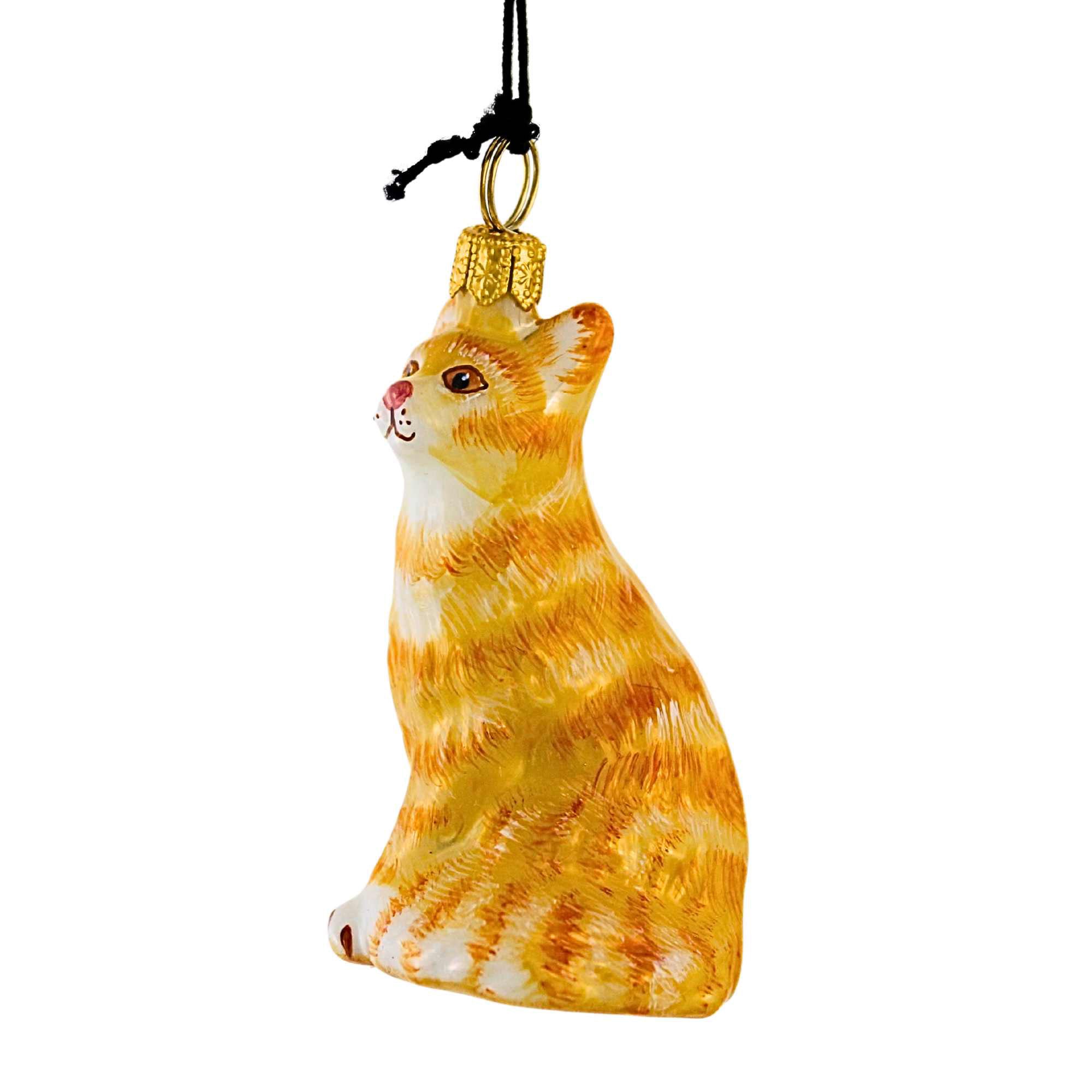 66265 Orange American Shorthair Cat ZKP1892OR